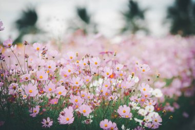 bahçede çiçek açan evren çiçekler