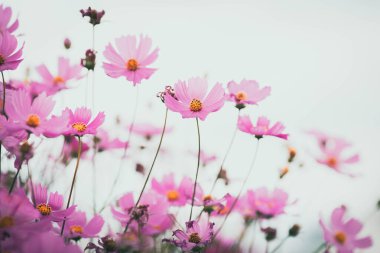 bahçede çiçek açan evren çiçekler