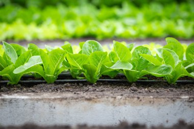 Güneşin altındaki organik sebze bahçesi sırası