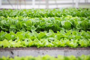 Güneşin altındaki organik sebze bahçesi sırası