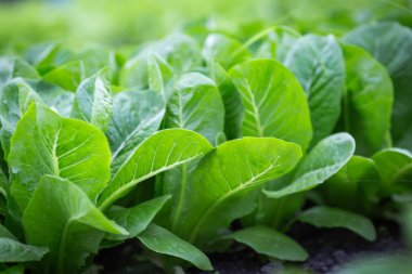 Güneşin altındaki organik sebze bahçesi sırası