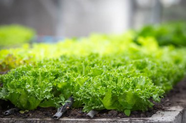 Güneşin altındaki organik sebze bahçesi sırası