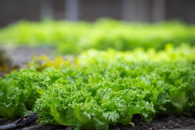 Güneşin altındaki organik sebze bahçesi sırası