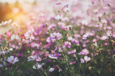 Cosmos çiçek çiçek bahçesinde.