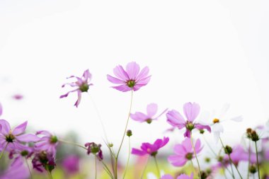 Cosmos çiçek çiçek bahçesinde.