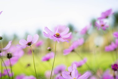 Cosmos çiçek çiçek bahçesinde.
