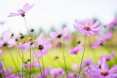 Cosmos çiçek çiçek bahçesinde.