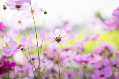 Cosmos çiçek çiçek bahçesinde.