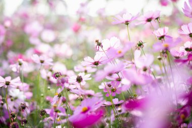 Cosmos çiçek çiçek bahçesinde.