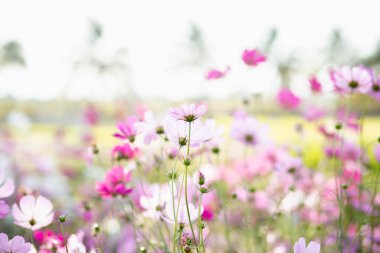 Cosmos çiçek çiçek bahçesinde.