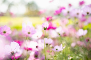 Cosmos çiçek çiçek bahçesinde.