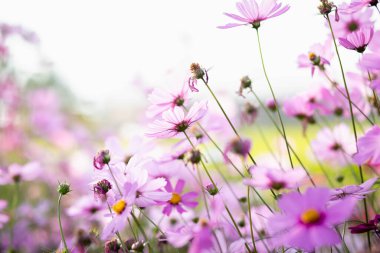 Cosmos çiçek çiçek bahçesinde.