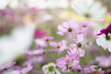 Cosmos çiçek çiçek bahçesinde.