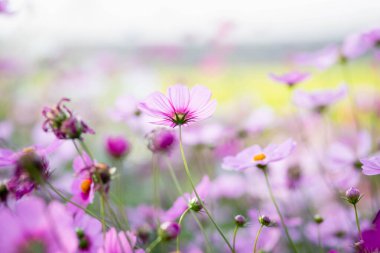 Cosmos çiçek çiçek bahçesinde.