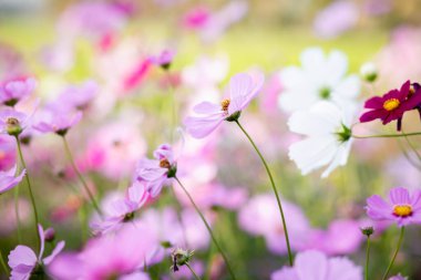 Cosmos çiçek çiçek bahçesinde.