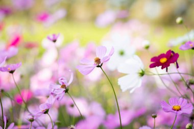 Cosmos çiçek çiçek bahçesinde.