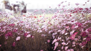Cosmos çiçek çiçek bahçesinde.