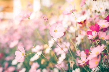 Cosmos çiçek çiçek bahçesinde.