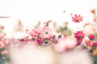 Kozmos çiçekleri bahçede gün ışığıyla çiçek açıyor.