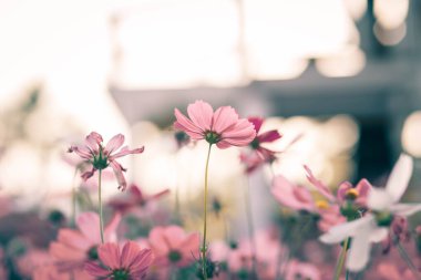 Kozmos çiçekleri bahçede gün ışığıyla çiçek açıyor.