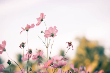 Kozmos çiçekleri bahçede gün ışığıyla çiçek açıyor.