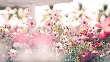 Kozmos çiçekleri bahçede gün ışığıyla çiçek açıyor.