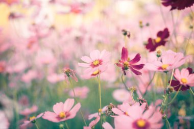 Kozmos çiçekleri bahçede gün ışığıyla çiçek açıyor.