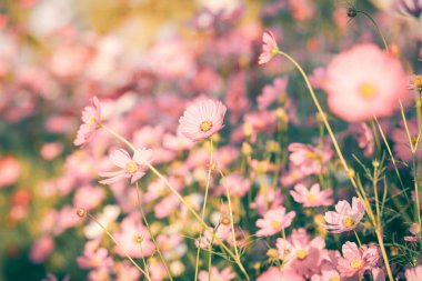 Kozmos çiçekleri bahçede gün ışığıyla çiçek açıyor.