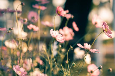 Kozmos çiçekleri bahçede gün ışığıyla çiçek açıyor.