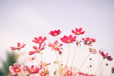 Kozmos çiçekleri bahçede gün ışığıyla çiçek açıyor.