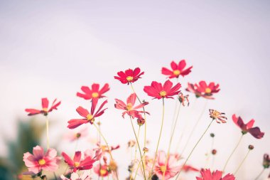 Kozmos çiçekleri bahçede gün ışığıyla çiçek açıyor.