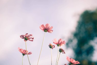 Kozmos çiçekleri bahçede gün ışığıyla çiçek açıyor.