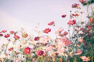 Kozmos çiçekleri bahçede gün ışığıyla çiçek açıyor.