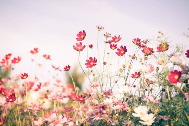 Kozmos çiçekleri bahçede gün ışığıyla çiçek açıyor.