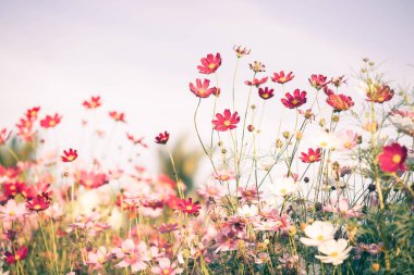 Kozmos çiçekleri bahçede gün ışığıyla çiçek açıyor.