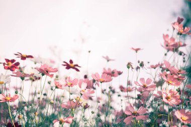 Kozmos çiçekleri bahçede gün ışığıyla çiçek açıyor.