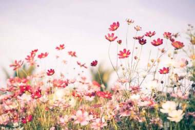 Kozmos çiçekleri bahçede gün ışığıyla çiçek açıyor.