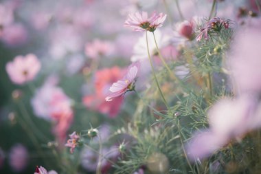 Kozmos çiçekleri bahçede gün ışığıyla çiçek açıyor.