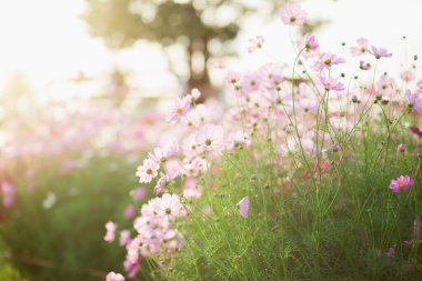 Kozmos çiçekleri bahçede gün ışığıyla çiçek açıyor.