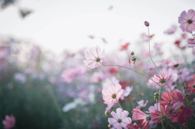 Kozmos çiçekleri bahçede gün ışığıyla çiçek açıyor.