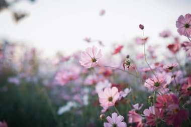 Kozmos çiçekleri bahçede gün ışığıyla çiçek açıyor.