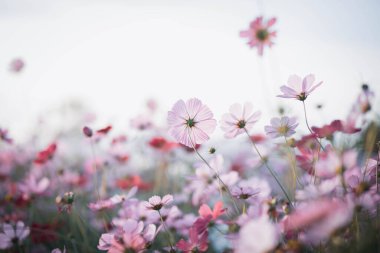 Kozmos çiçekleri bahçede gün ışığıyla çiçek açıyor.