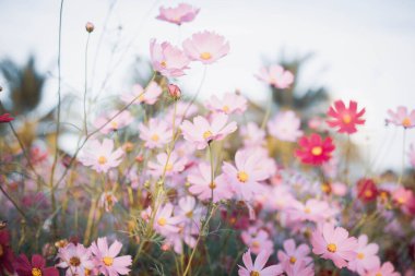 Kozmos çiçekleri bahçede gün ışığıyla çiçek açıyor.