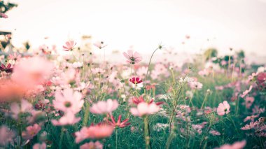 Kozmos çiçekleri tamamen çiçek açmış.