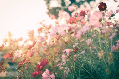 Kozmos çiçekleri tamamen çiçek açmış.