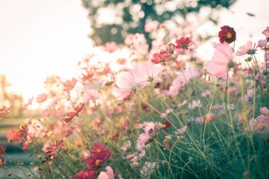 Kozmos çiçekleri tamamen çiçek açmış.