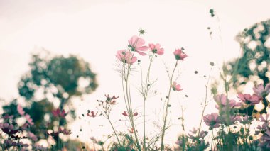 Kozmos çiçekleri tamamen çiçek açmış.