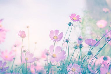 Cosmos çiçek çiçek bahçesinde.