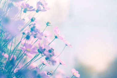 Cosmos çiçek çiçek bahçesinde.