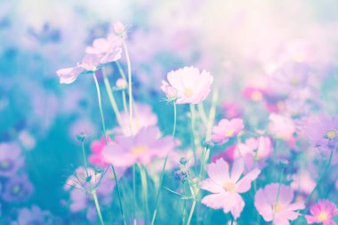 Cosmos çiçek çiçek bahçesinde.